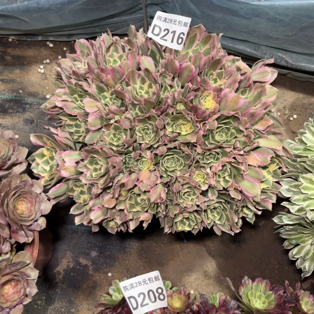 S*y216多肉植物白凤