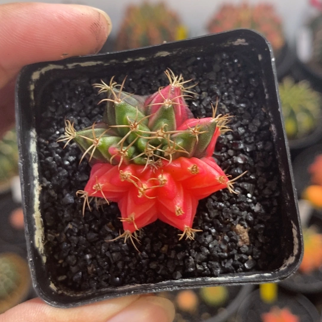 小米哈—脱土发货26