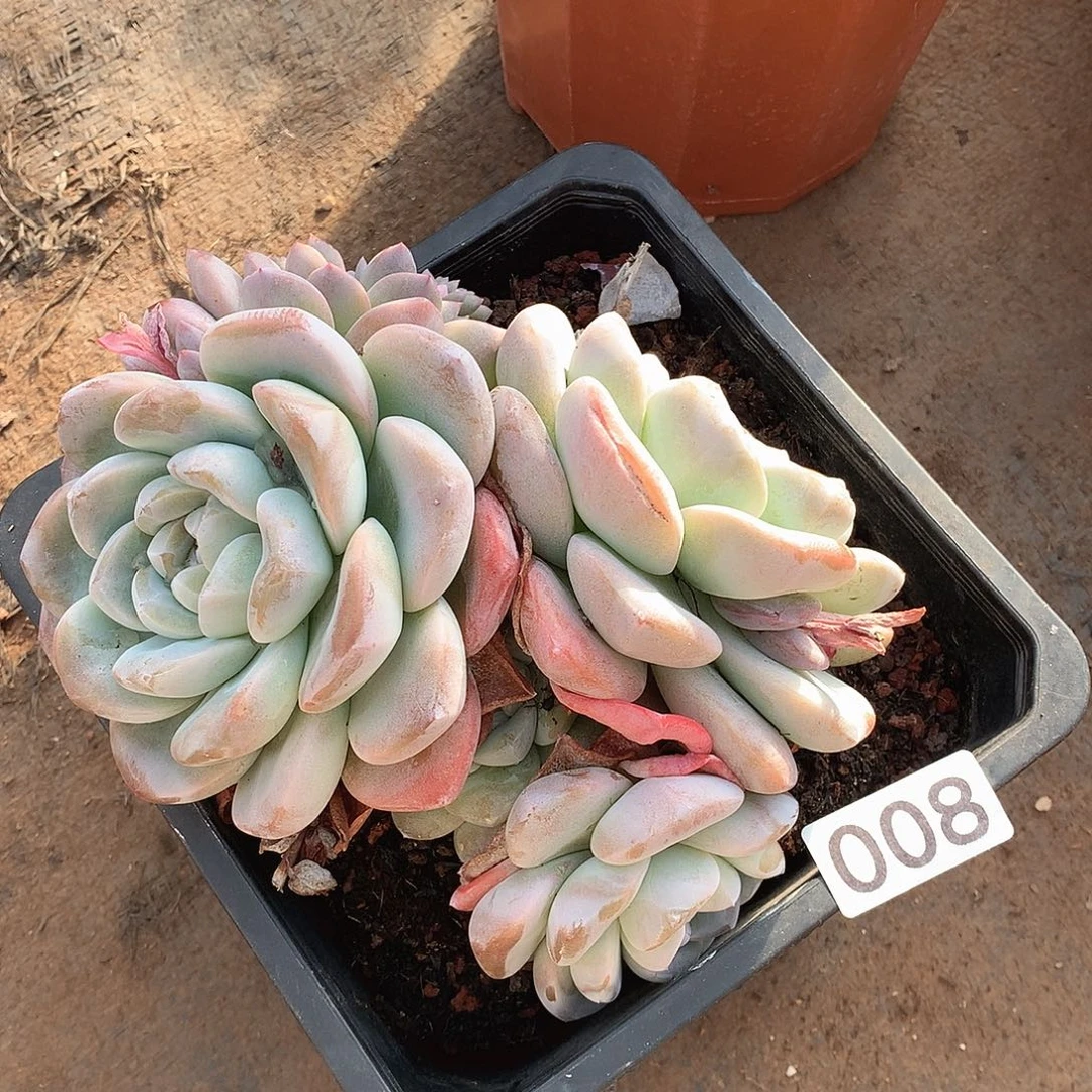 008冰玉一物一拍多肉