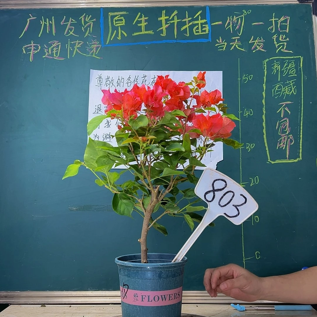当前无花栽培后可以开花 粗杆 暗斑夕阳红 803