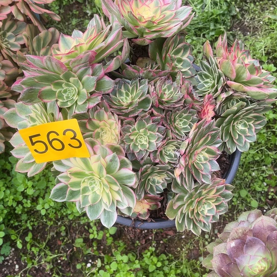 563多肉植物多肉植物