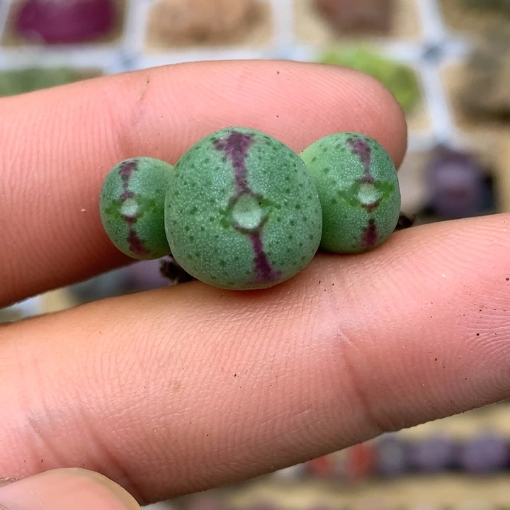 精品多肉植物大战僵尸先生们