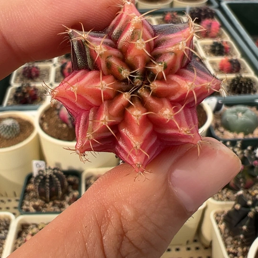 534 好看的米哈冲冲冲