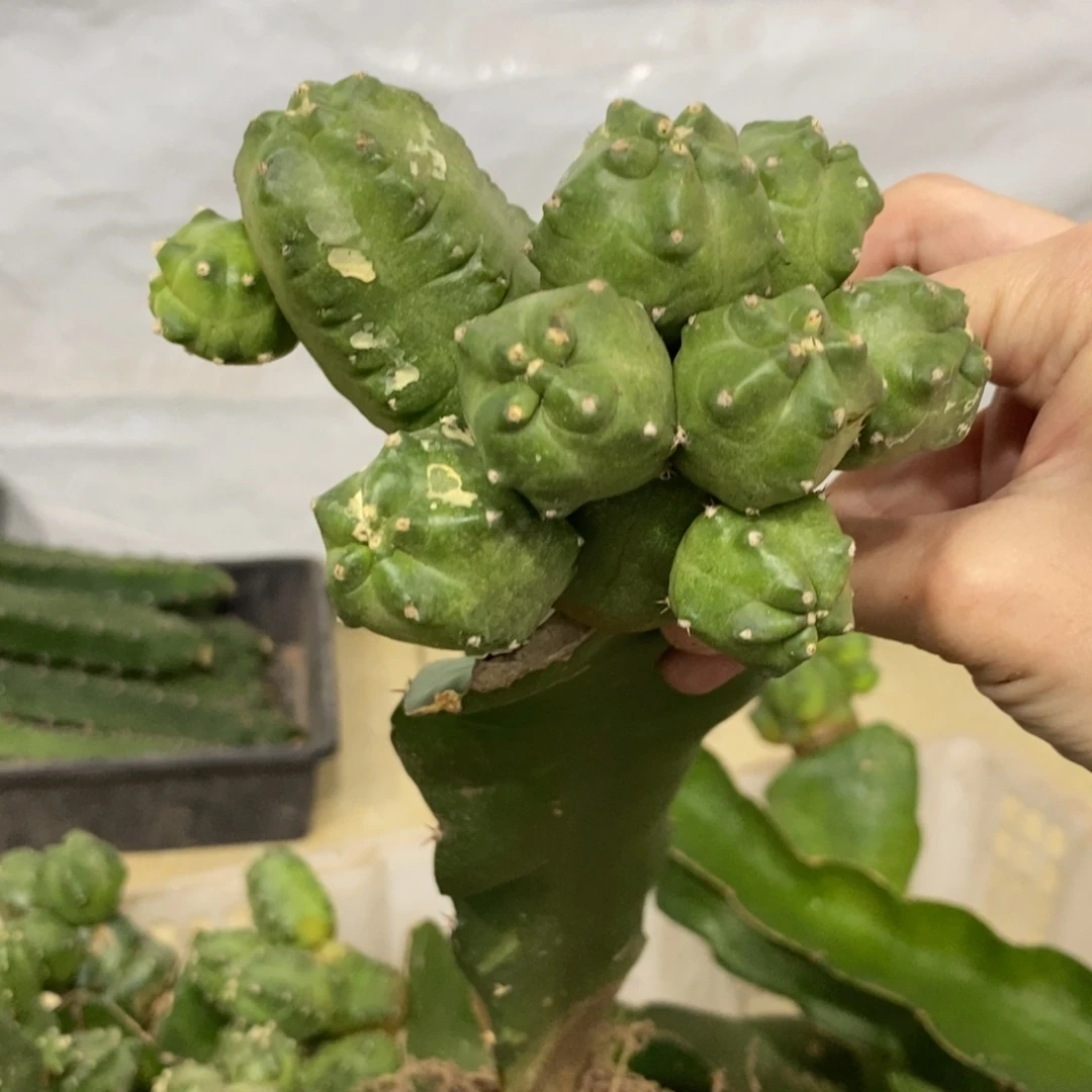 新品橙桃母本一物一拍02