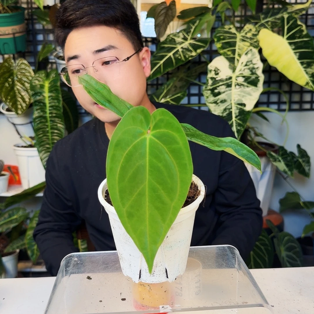 不开花植物T177加通湖杂黑桃