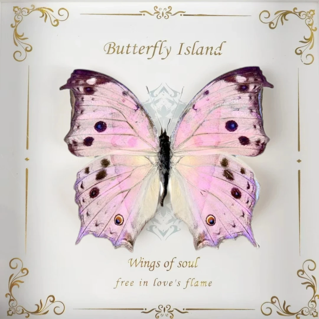 【典藏卡池】真实蝴蝶标本相框 收藏礼剧本杀伴手礼出片