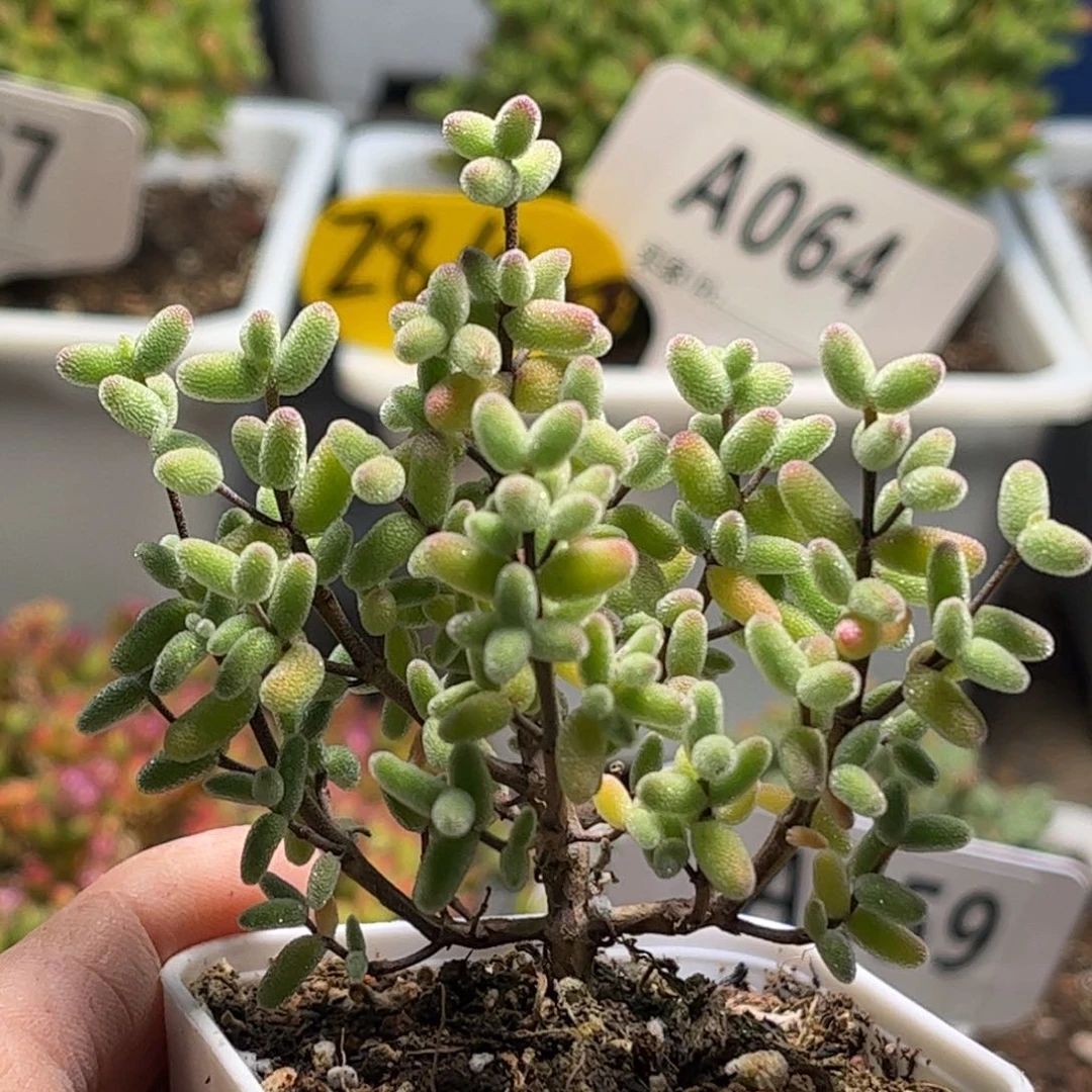 实生糖球优选枝干