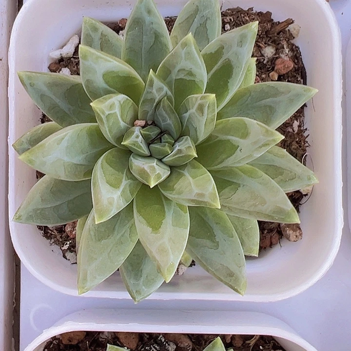 甲骨文多肉植物19包邮