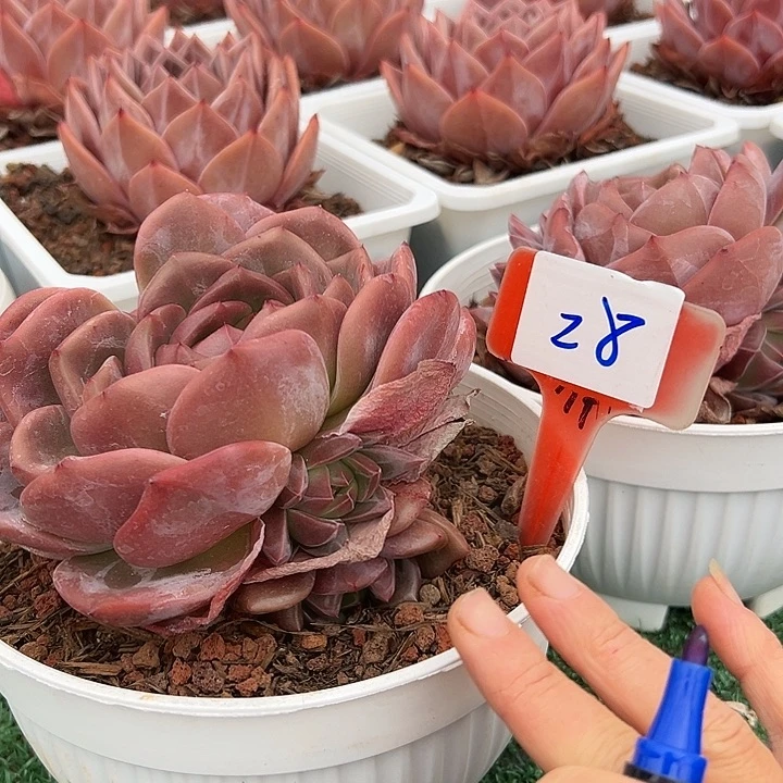 28茶带盆2个多肉植物