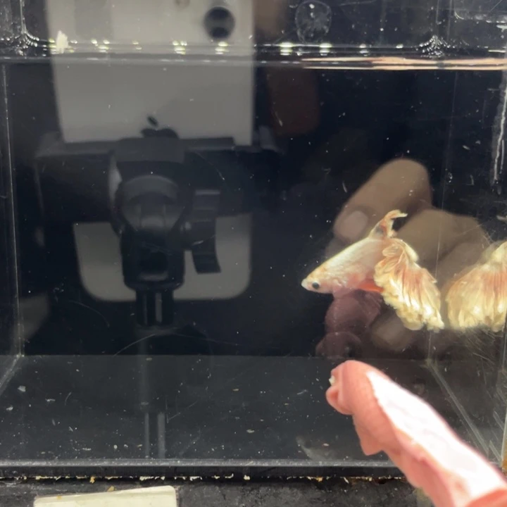 斗鱼概查号哈哈哈哈514