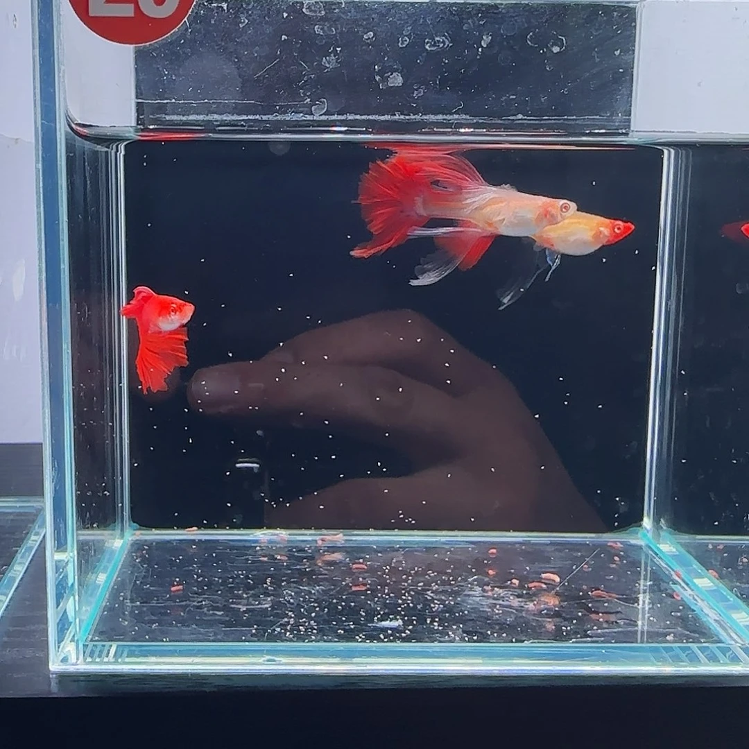 孔雀鱼血红绣球微瑕1