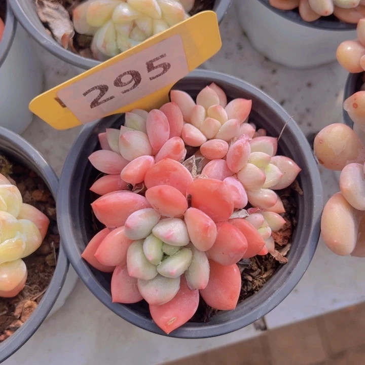 健健康康平平安安