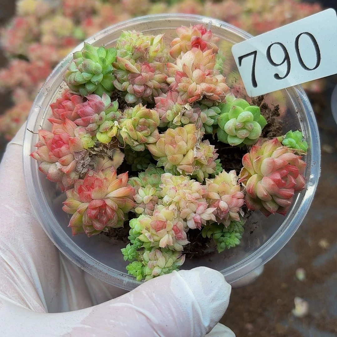 多肉植物多肉植物790