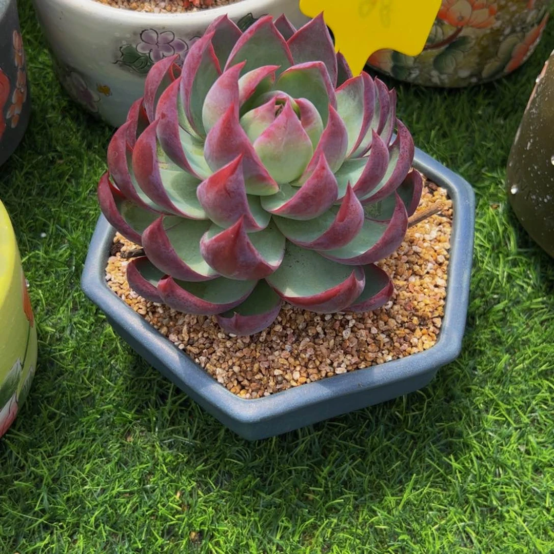 团***团单头惊鸿仙子多肉植物