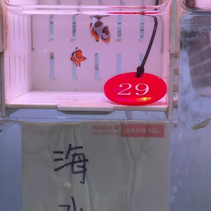 公2-5热带海域十字纹毕加索2条2.一3