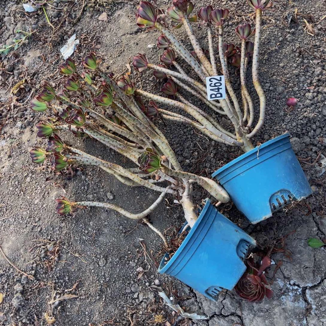 两盆三色法师13///29包邮