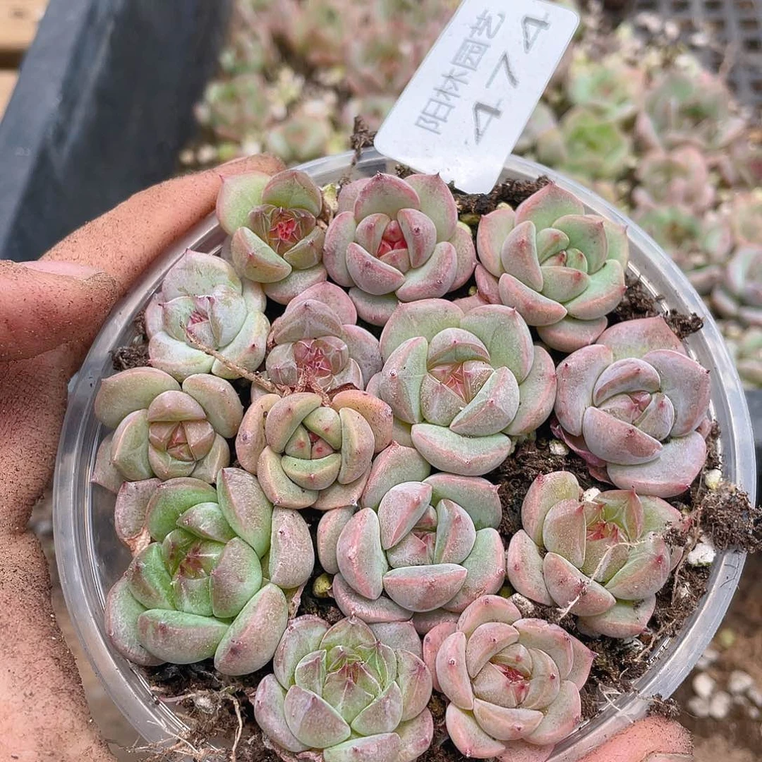 多肉植物多肉植物474