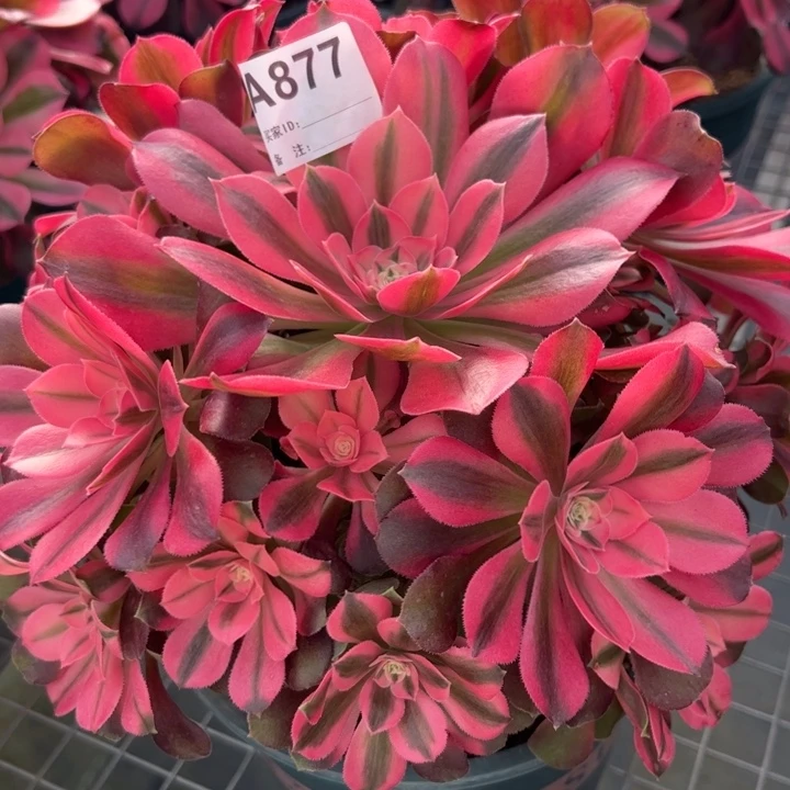 877香妃22厘米左右