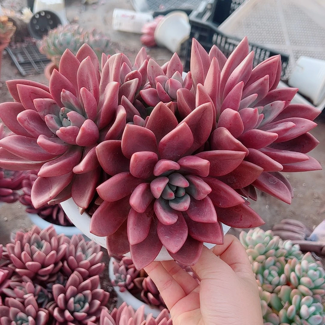 桃花源三大头起发无砍整装