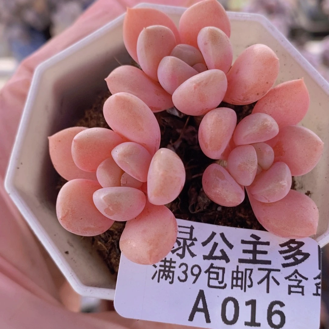 粉桃花6cm016多肉植物