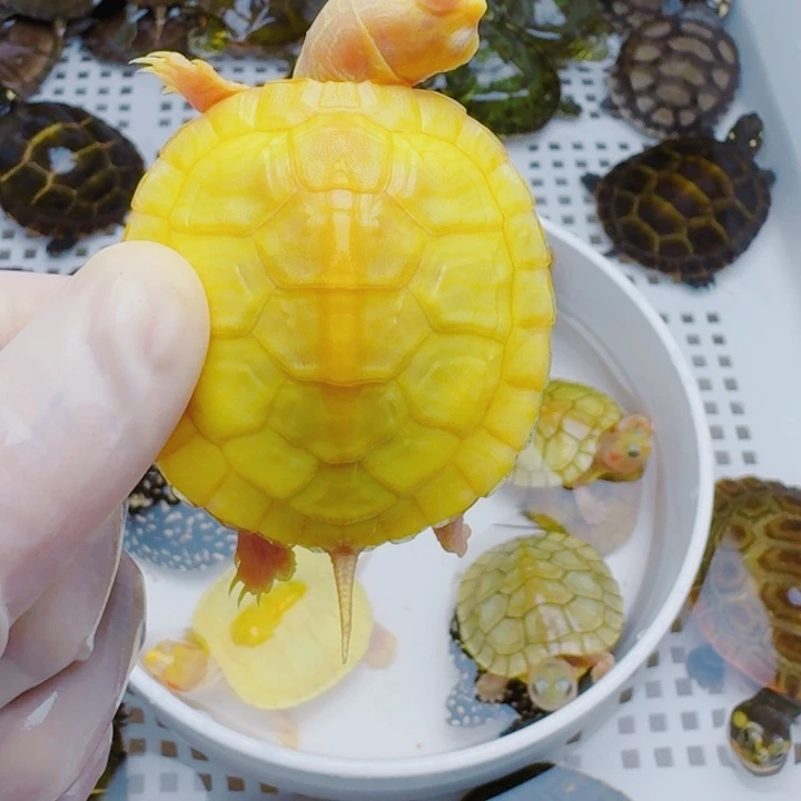 闫***金母宠物龟22222222222
