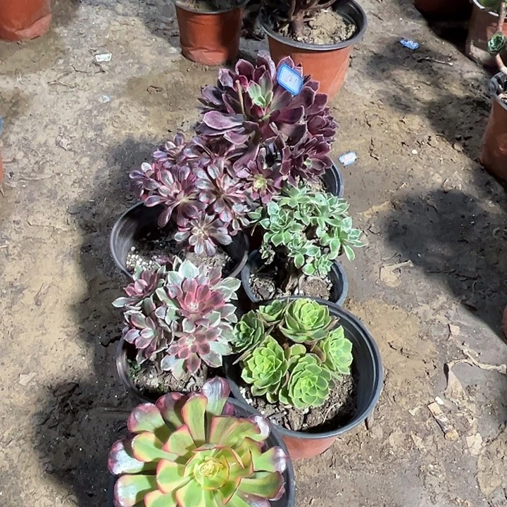 621多肉植物瑕疵特价，