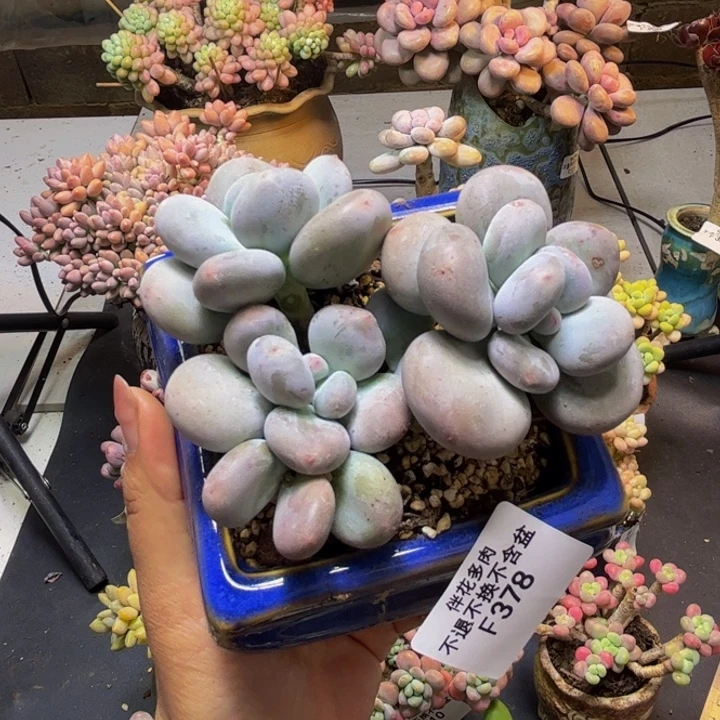 黄金大叶奶酪378/9cm