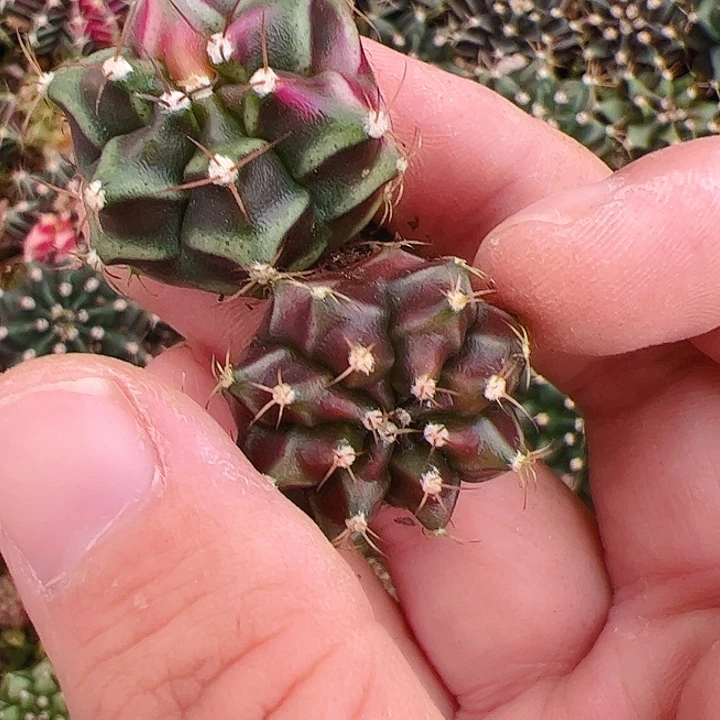 听***~当前无花栽培后可以开花