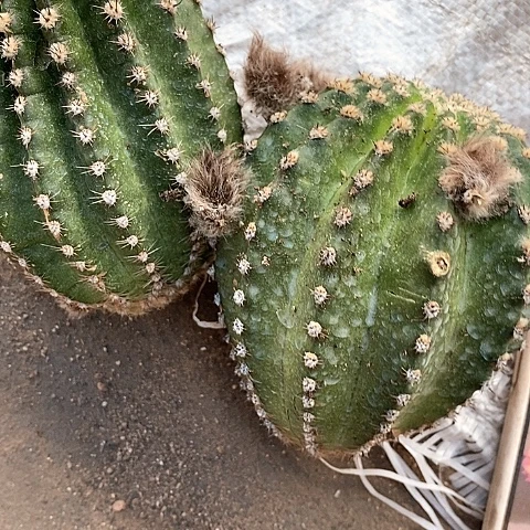 2个无根激流侧牙3578899