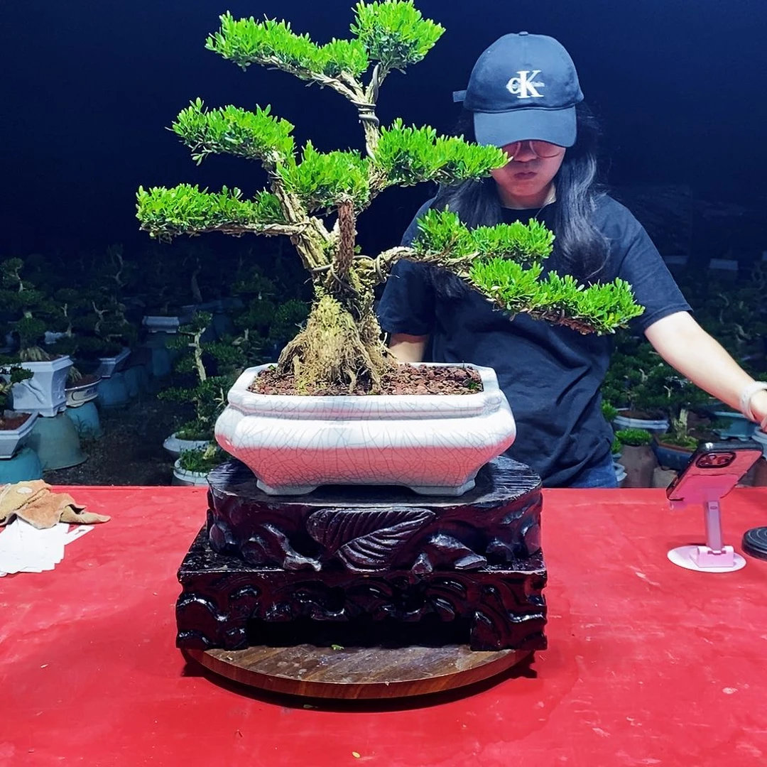 无花朵广东雀舌黄杨盆景