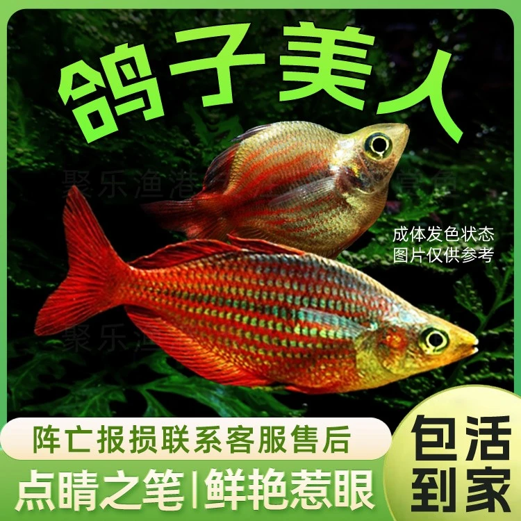 鸽子美人鱼活体热带观赏淡水鱼活体彩虹鱼中型灯科