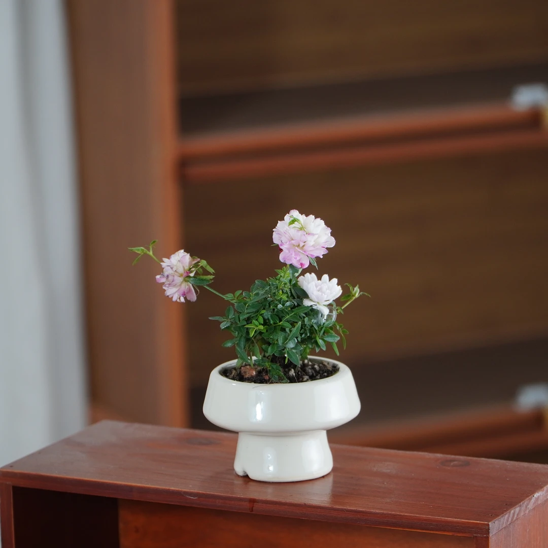 姬月季桌面绿植盆栽四季开花植物