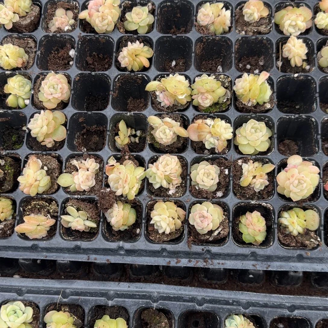 谪仙穴三个满25包邮