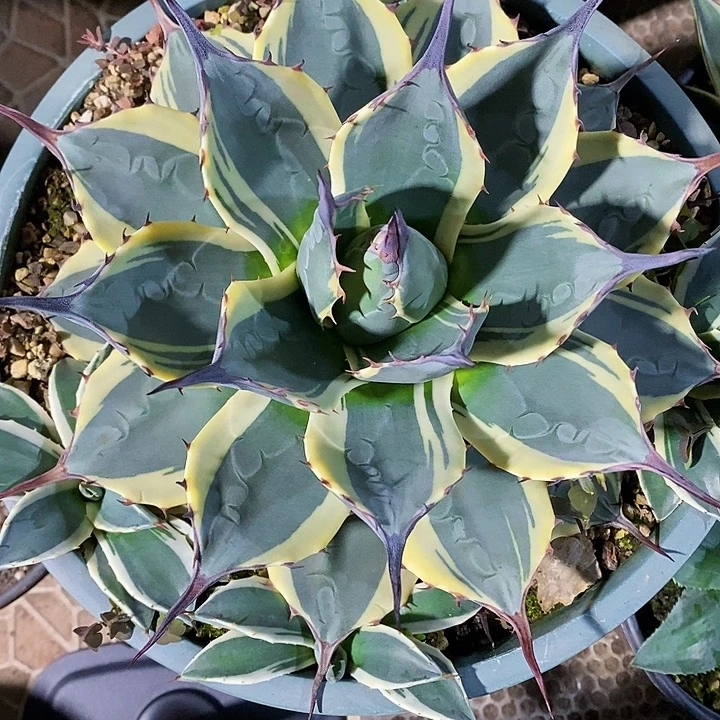 多肉植物龙蛇兰植物