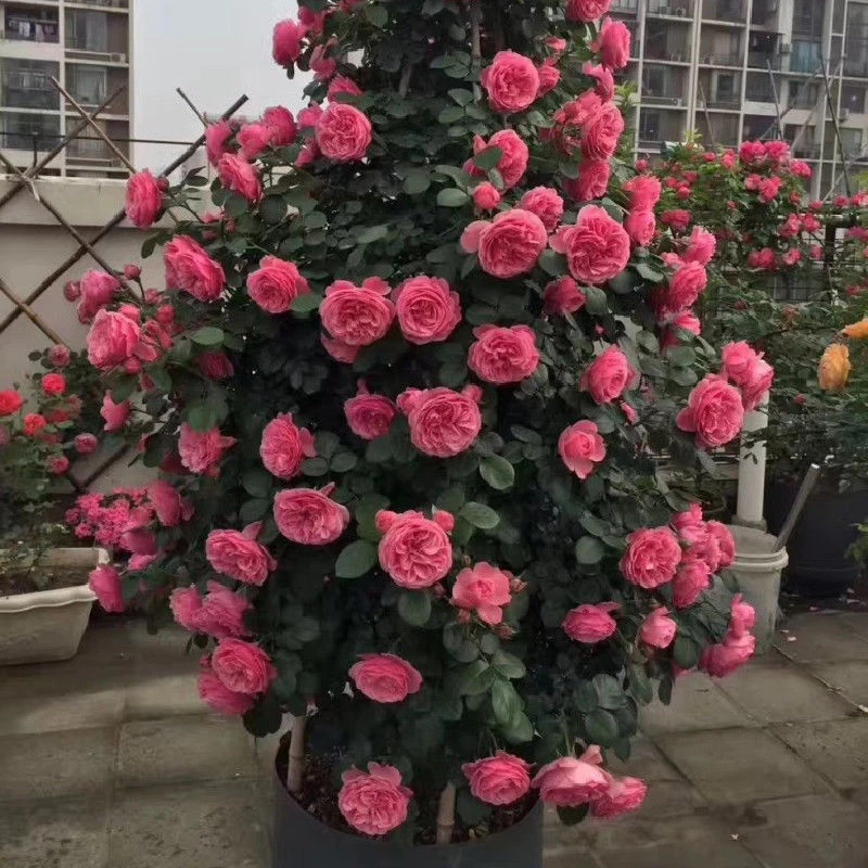 原盆原土2.6米粉色达芬奇藤本月季爬藤月季大苗庭院古镇种植养花