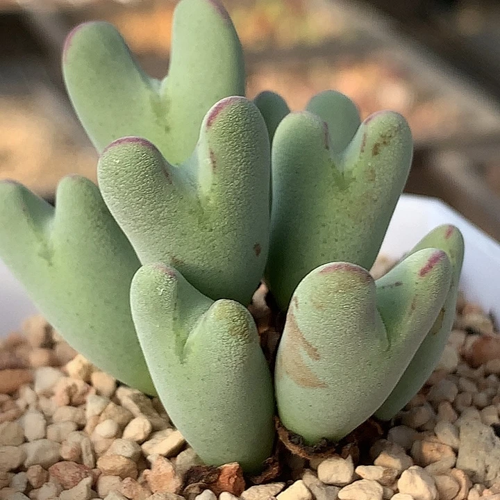 精品多肉植物精品多肉