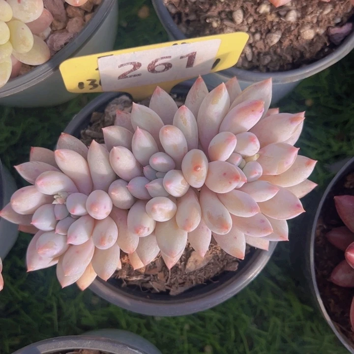 健健康康平平安安