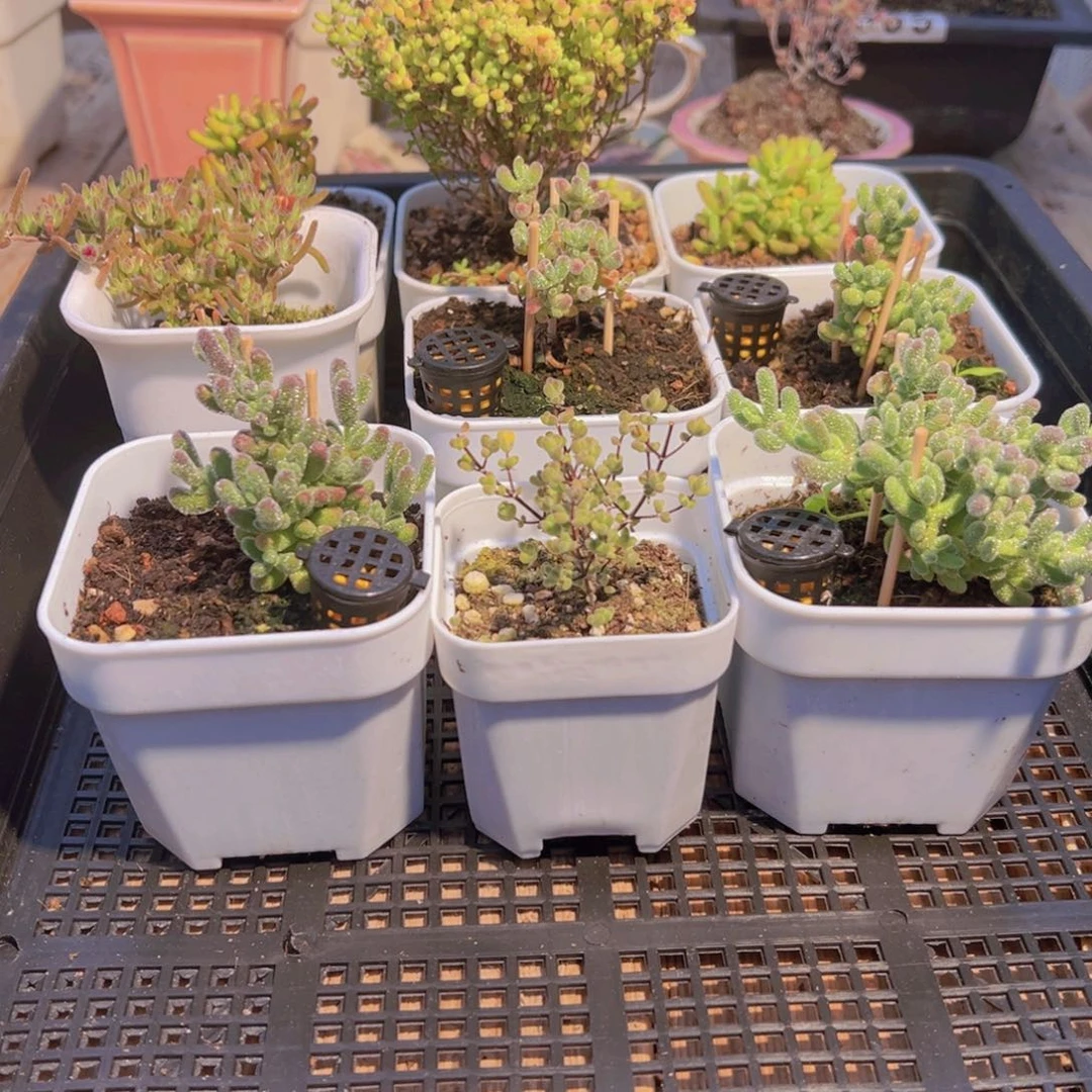 枝干番杏多肉植物075