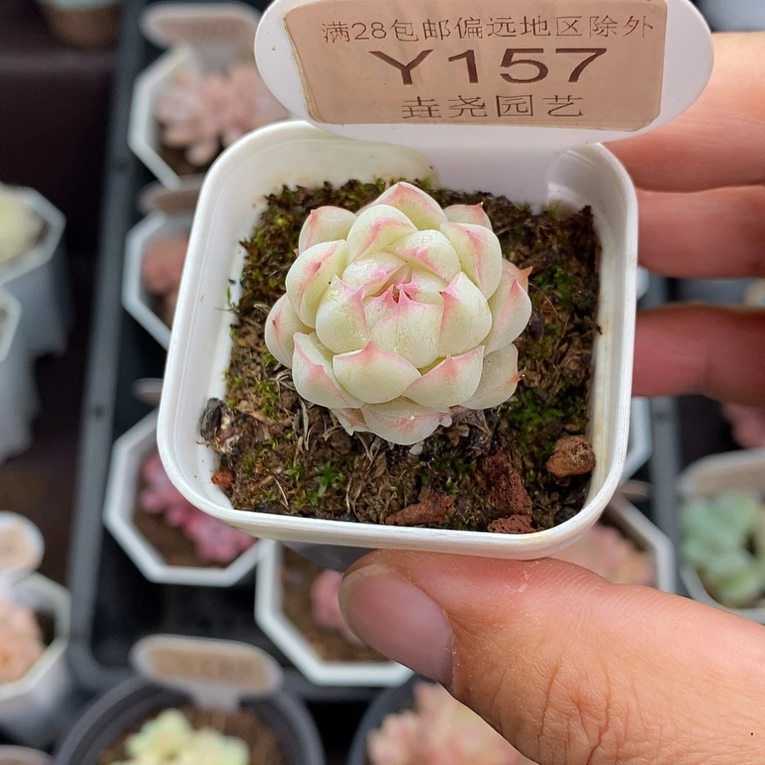 0157 女王单头 2.5cm