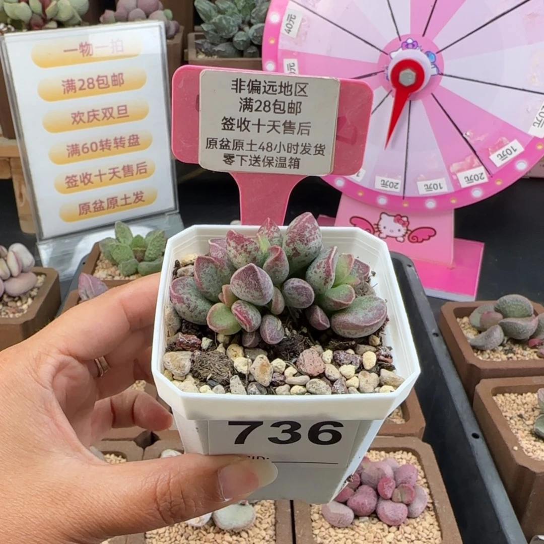 736艾薇多肉的植物