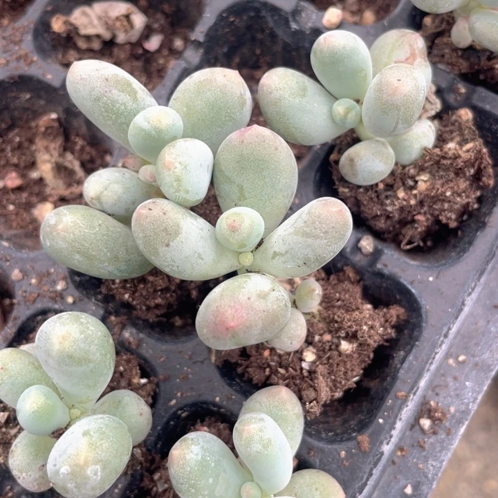 套餐5颗一组满18包邮