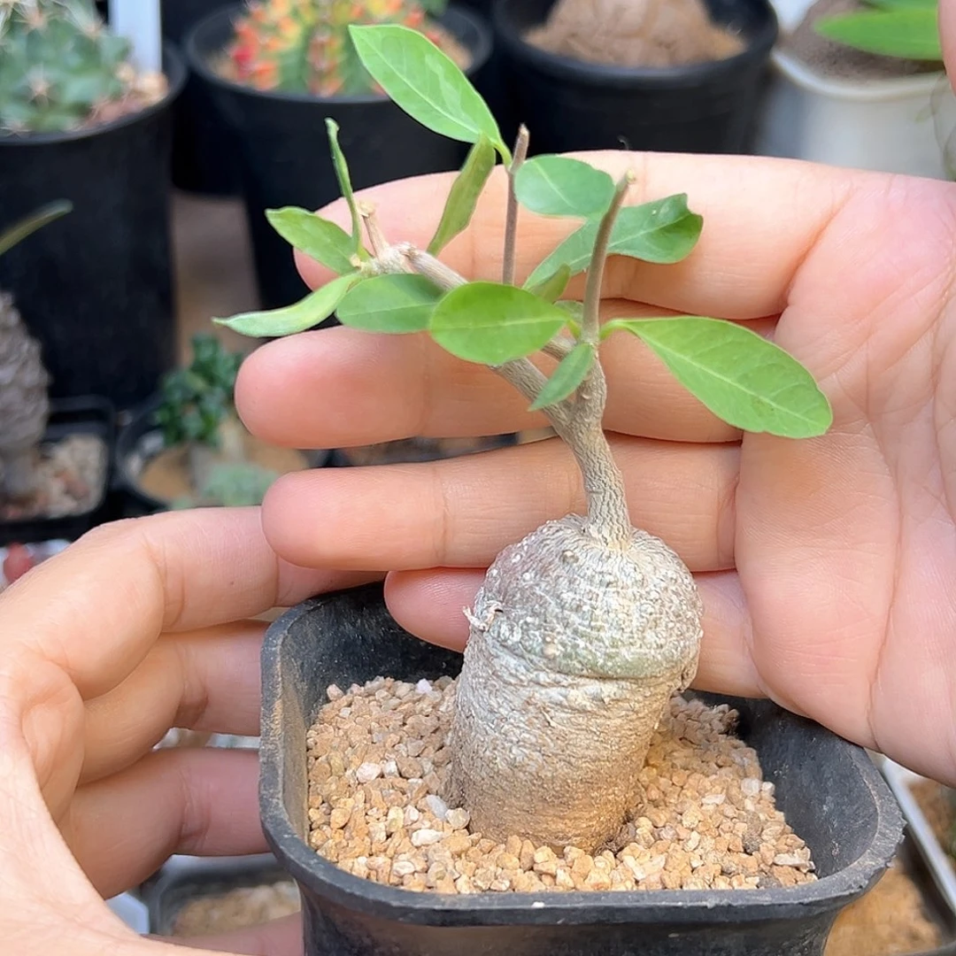 火星人块根一颗一颗
