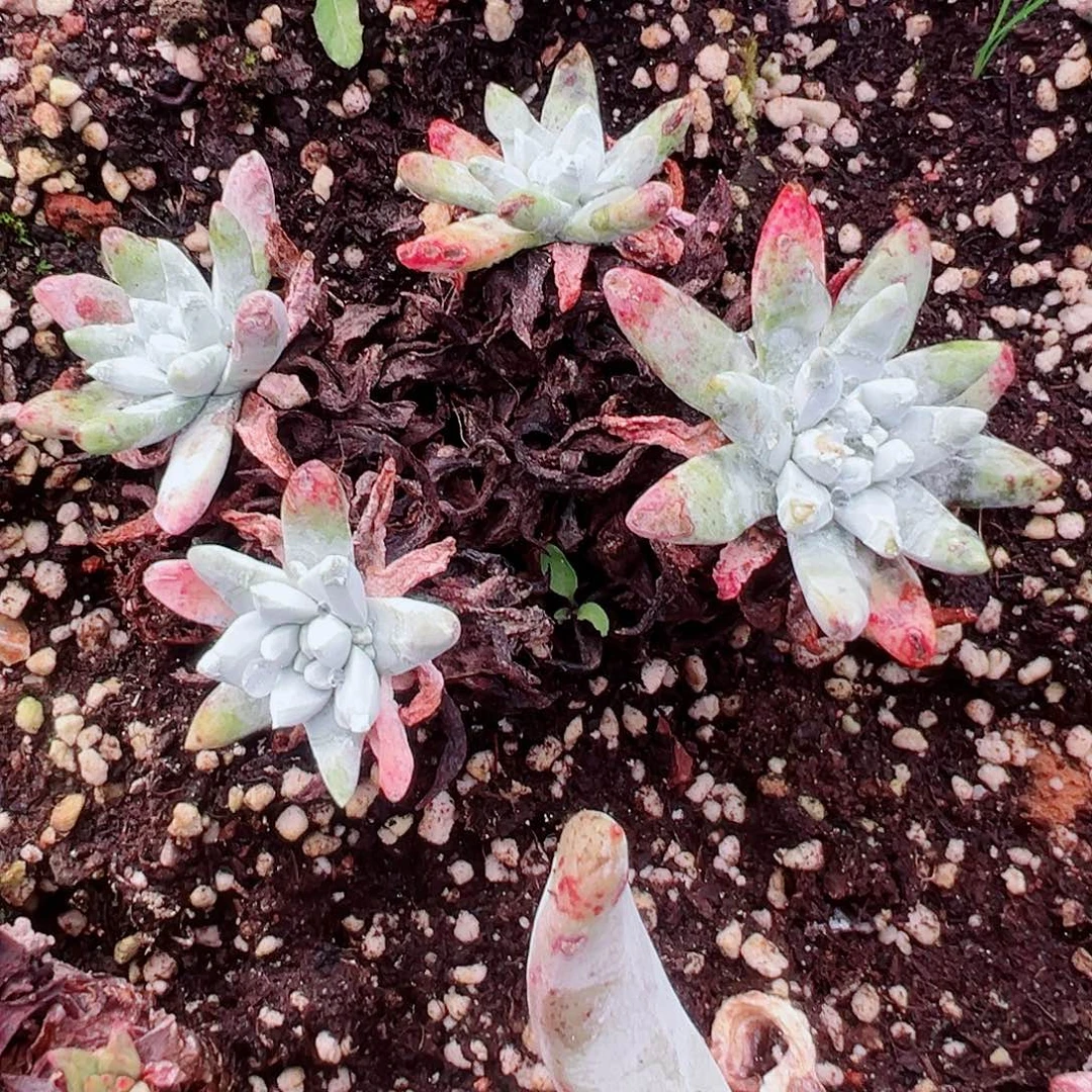 8911海瑟白菊仙女