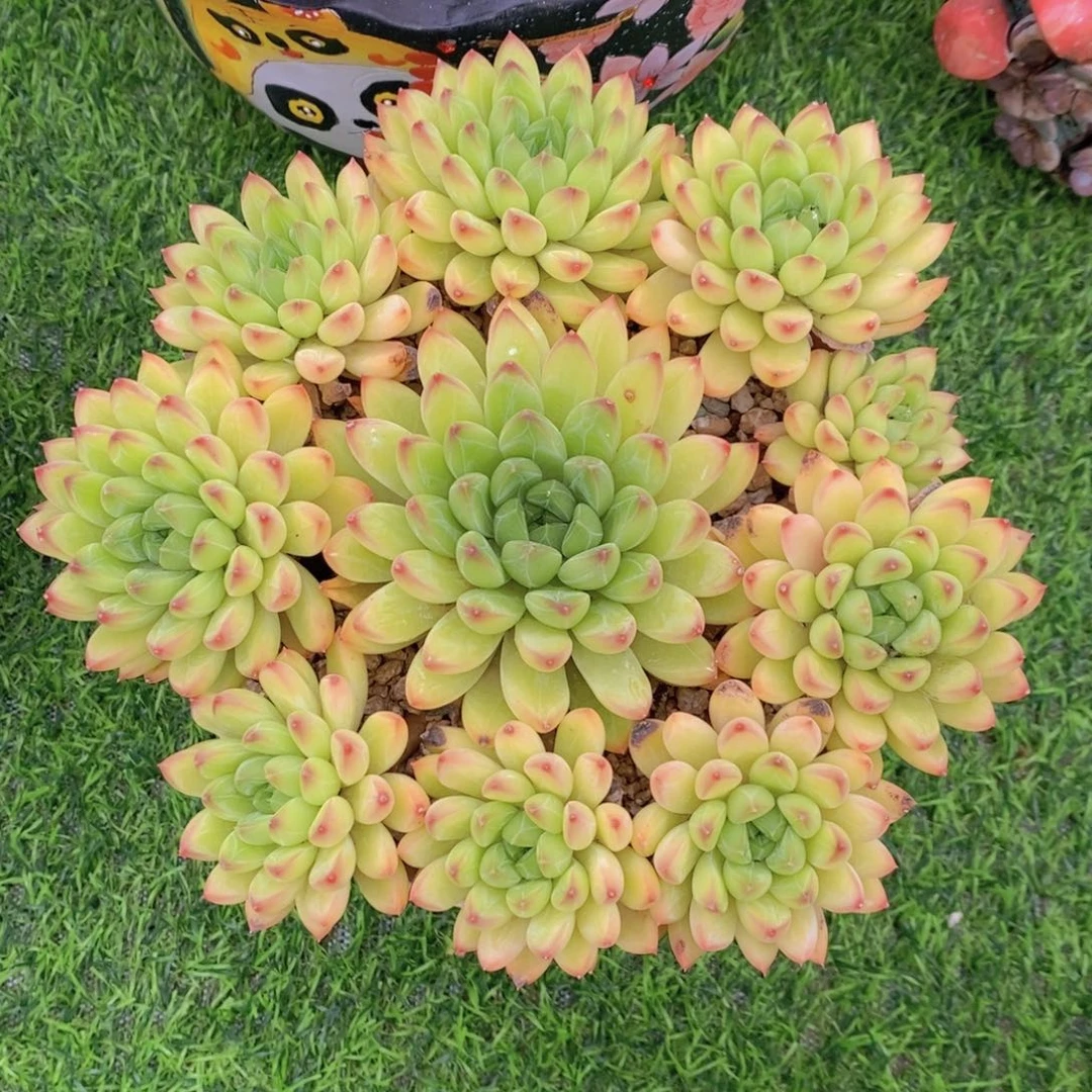 星际迷航 陨石 一物一拍