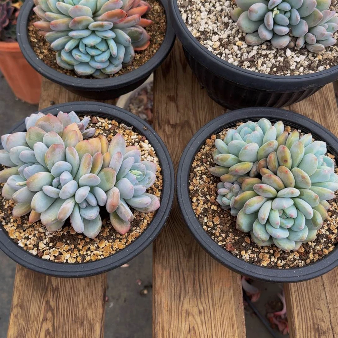 周****y两颗组香水香橙