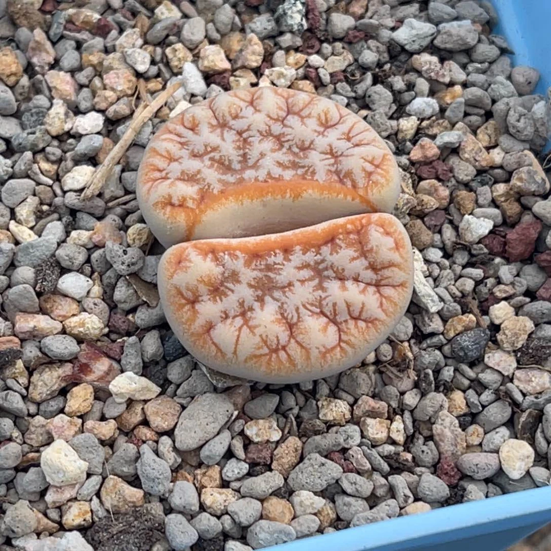 3564睫毛拿铁荒一颗