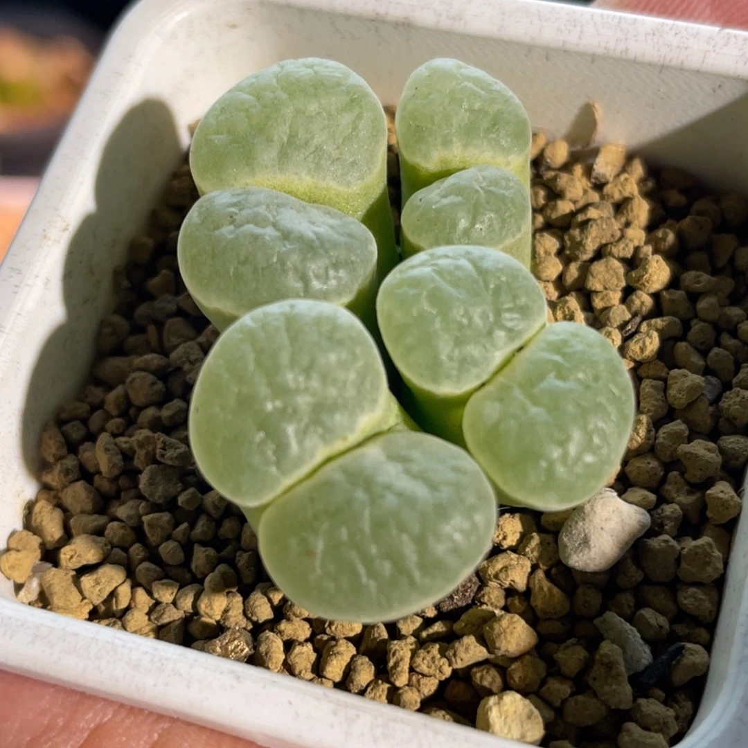 绿体白窗绿体磁铁植物一物一拍