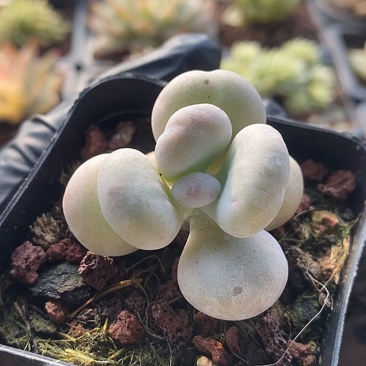 油煎丸子石化多肉