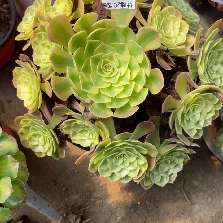莫***拉901雨荷多肉123446789