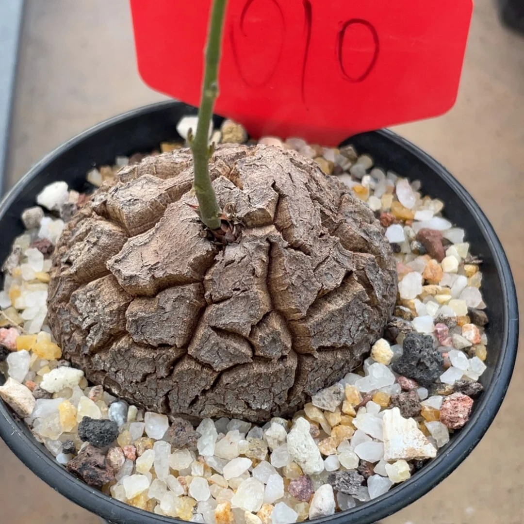 手***_盆栽，异形，龟甲龙